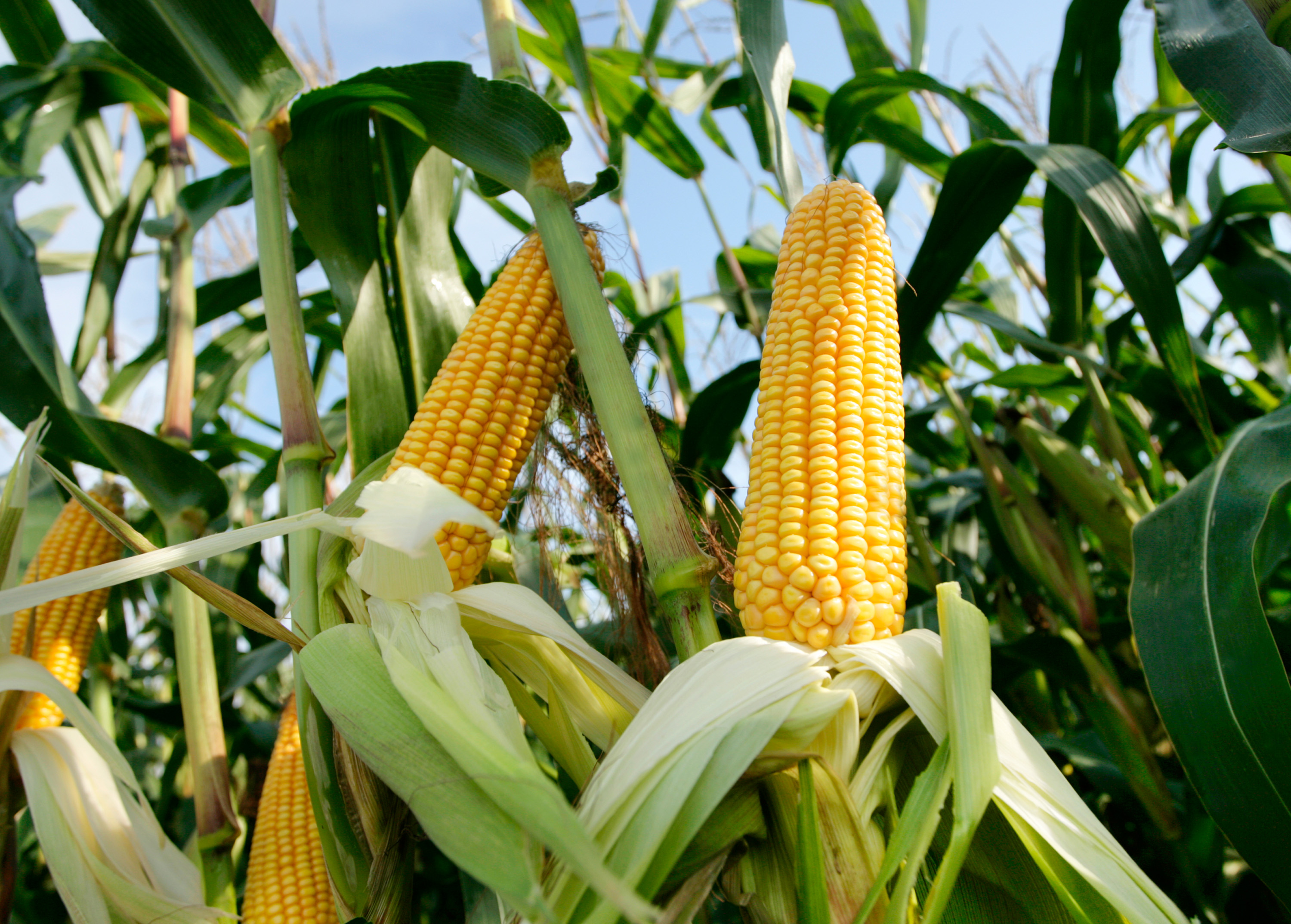 Mais - vraag & antwoord