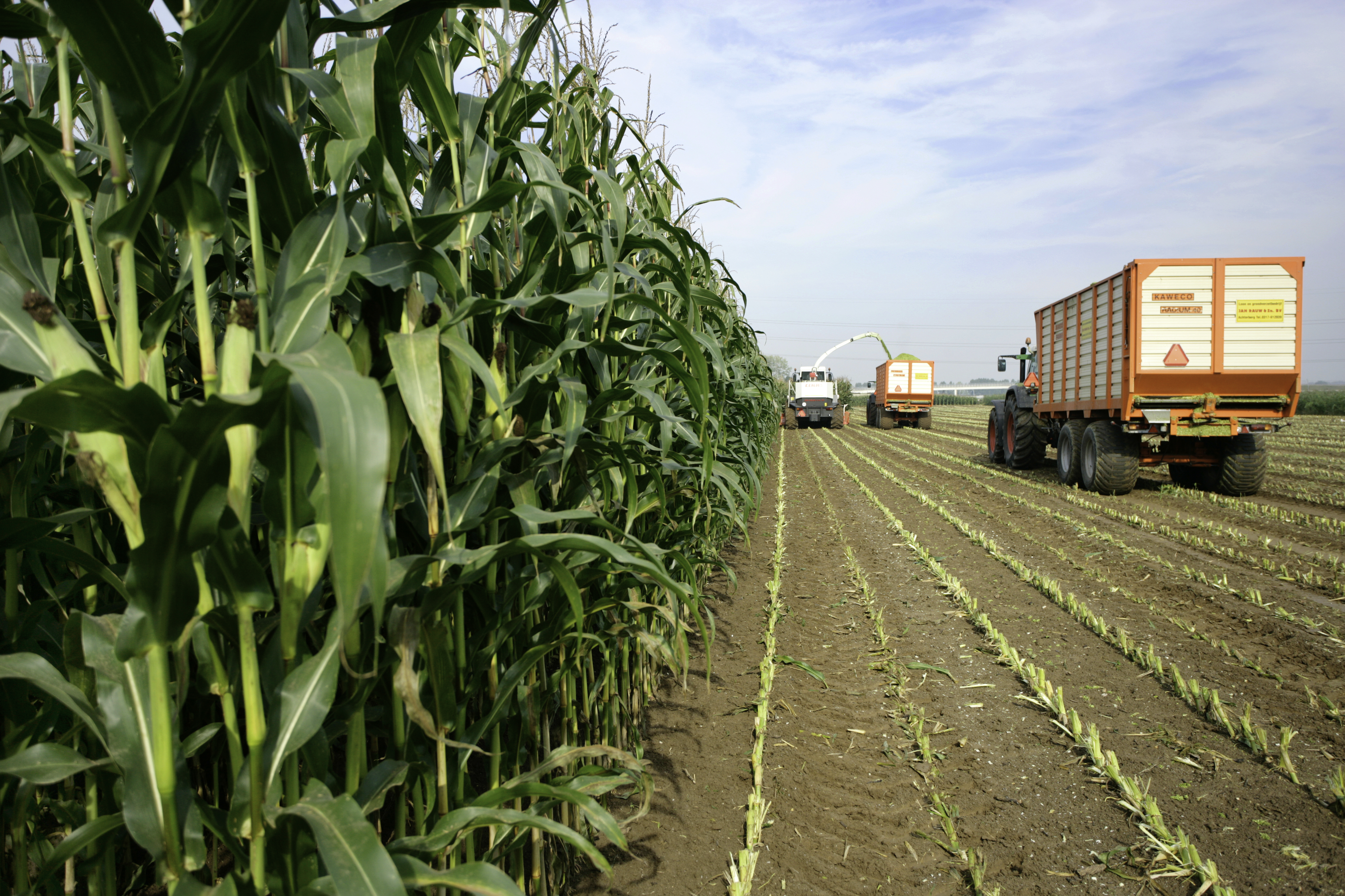 Nieuwe inzichten: inkuilen met lager ds% loont