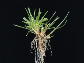 Poa Pratensis