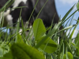 header klaver succesvol telen
