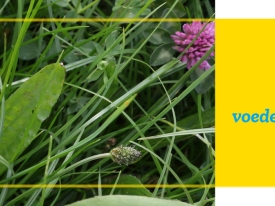Header nutriherb 2