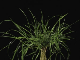 Lolium hybridum