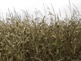 beeld verdroogde mais