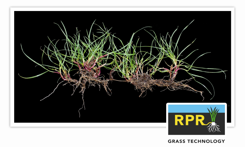 RPR plant 2024