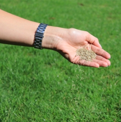 Hand vol zaden
