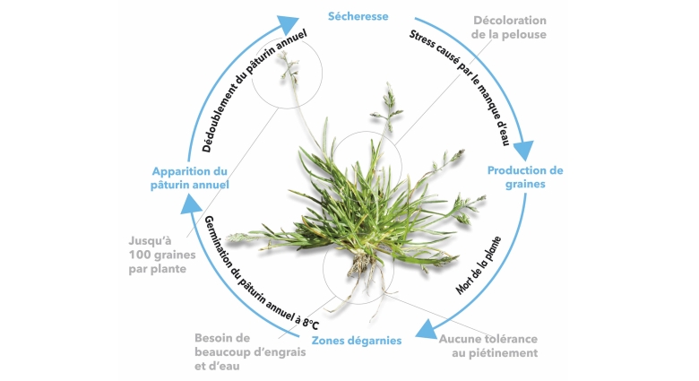 Pâturin annuel life cycle
