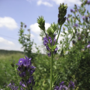 Luzerne NutriHerb