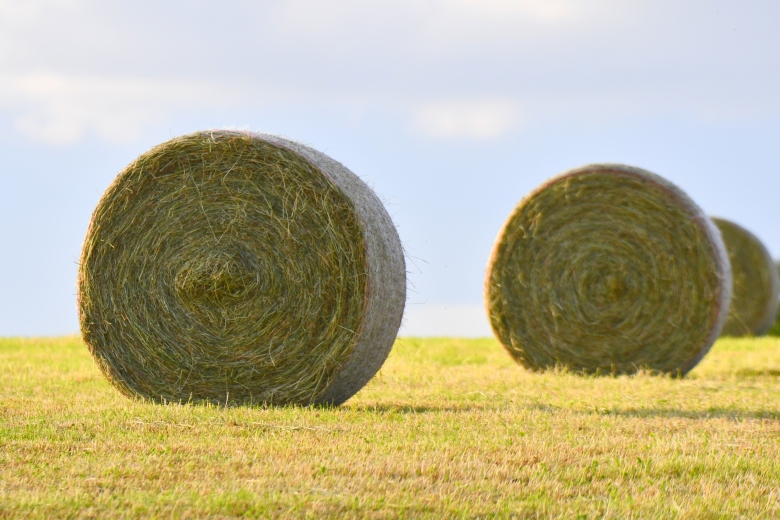 hay master
