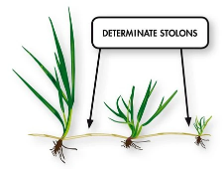 Determinate stolons