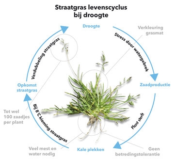 Straatgras levenscyclus bij droogte
