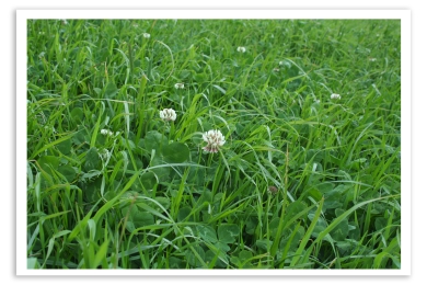 photo gras klaver
