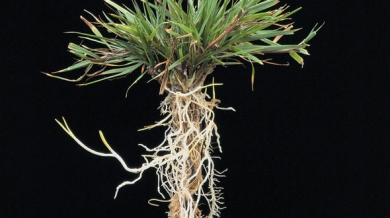 Agrostis capillaris