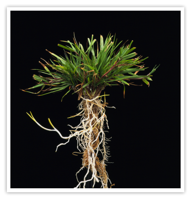 Agrostis capillaris plant