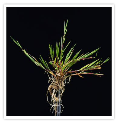 Agrostis stolonifera plant