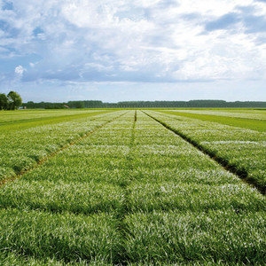 Graszaadteelt