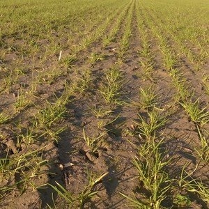 Nieuwsbrief graszaadteelt