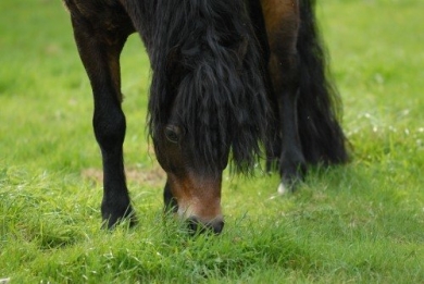 Grazend paard 