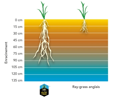 Graph herbe climatique