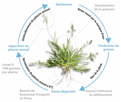 Life Cycle poa annua