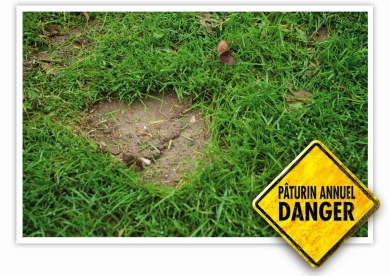 Pâturin annuel danger