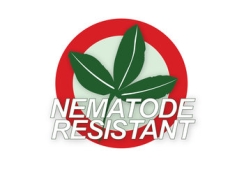 VL_luzerne_portal_luzerne_nematode_resistant.jpg