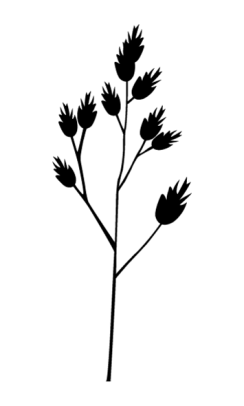Kropaar