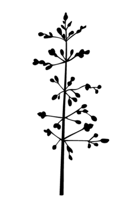 Ruwbeemd