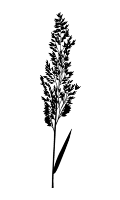 Witbol