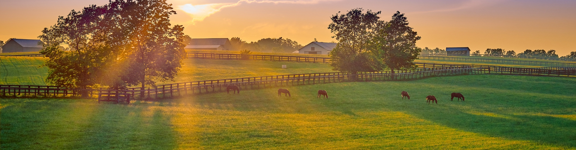 Paarden