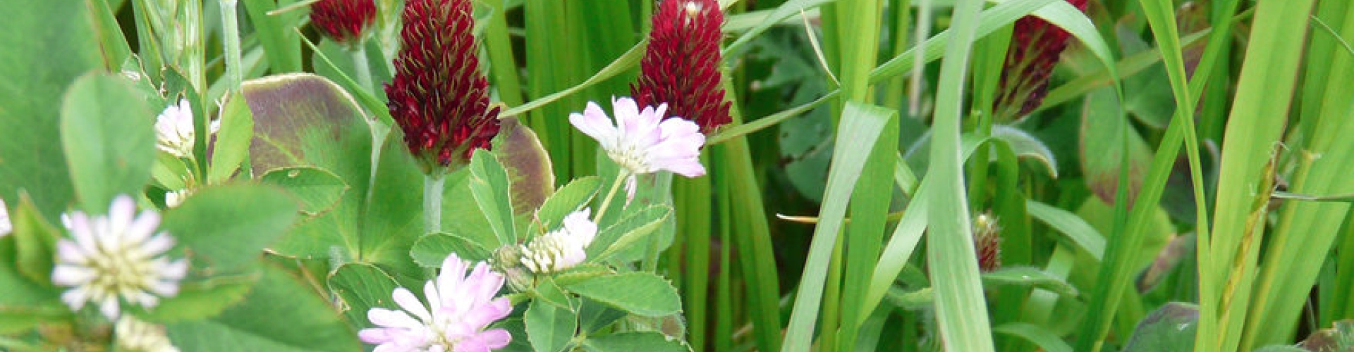 header_protaplus-edit.jpg