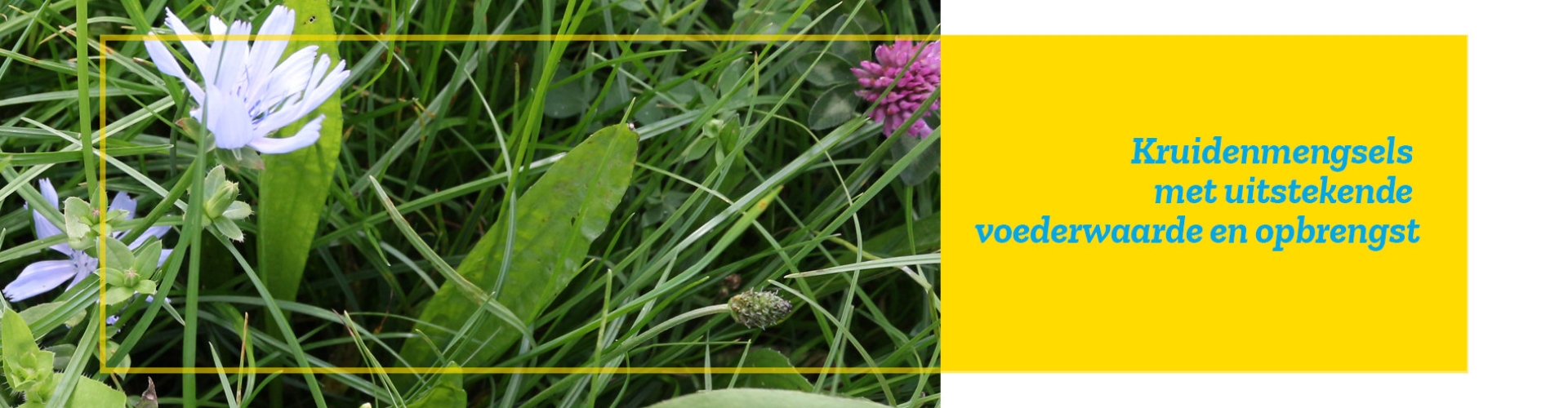 Header nutriherb 2