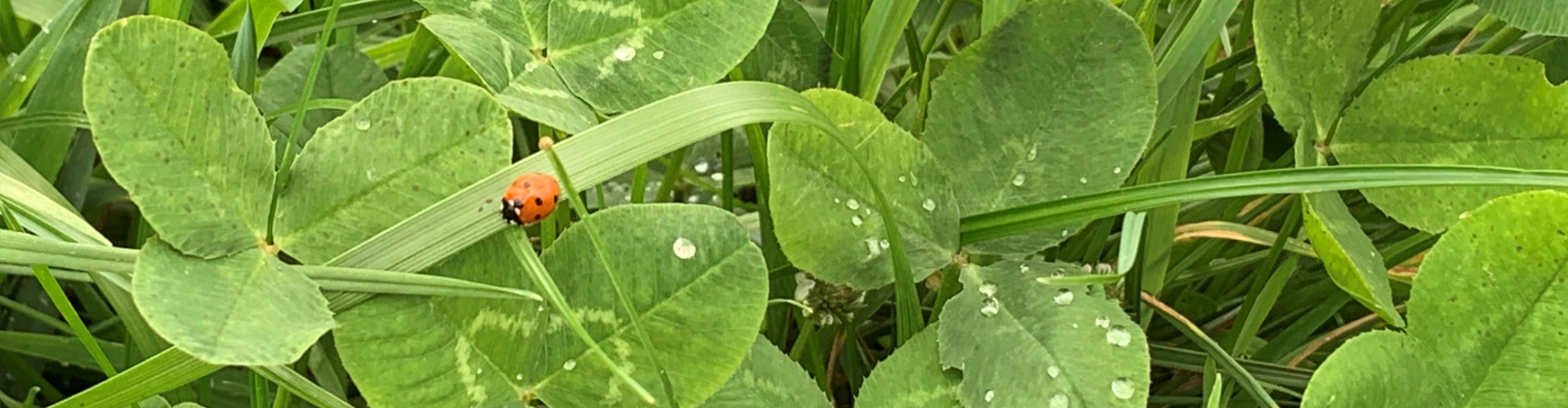 Clover ladybug
