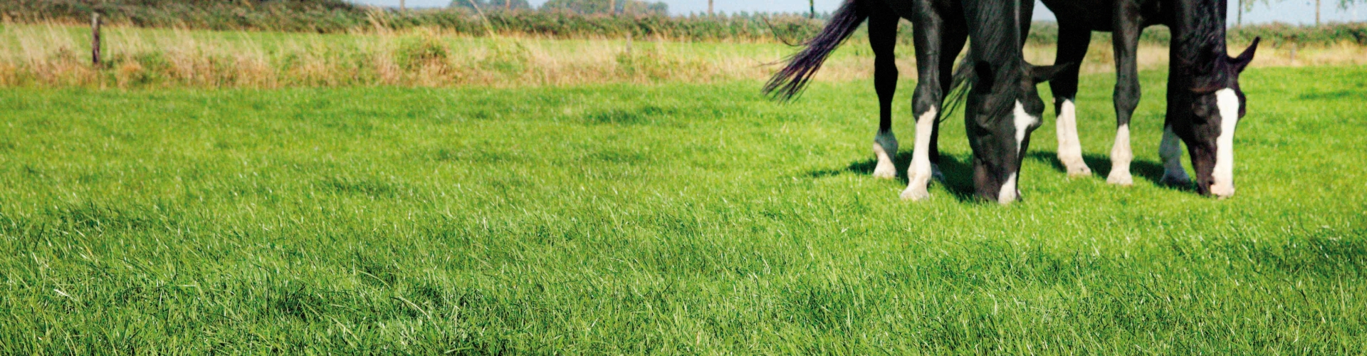 Etende zwarte paarden