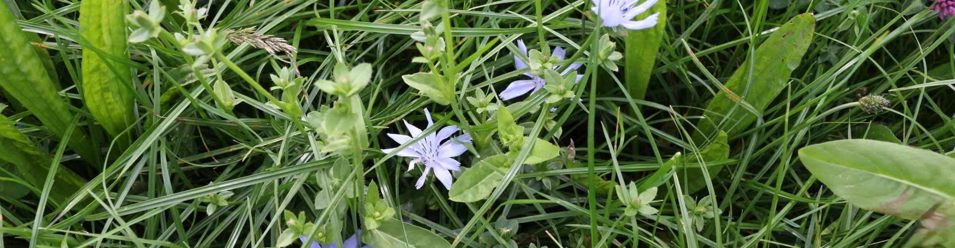 Barenbrug NutriHerb