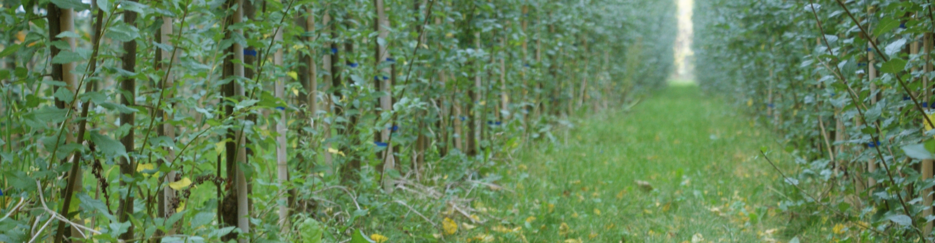 Barenbrug boomgaard