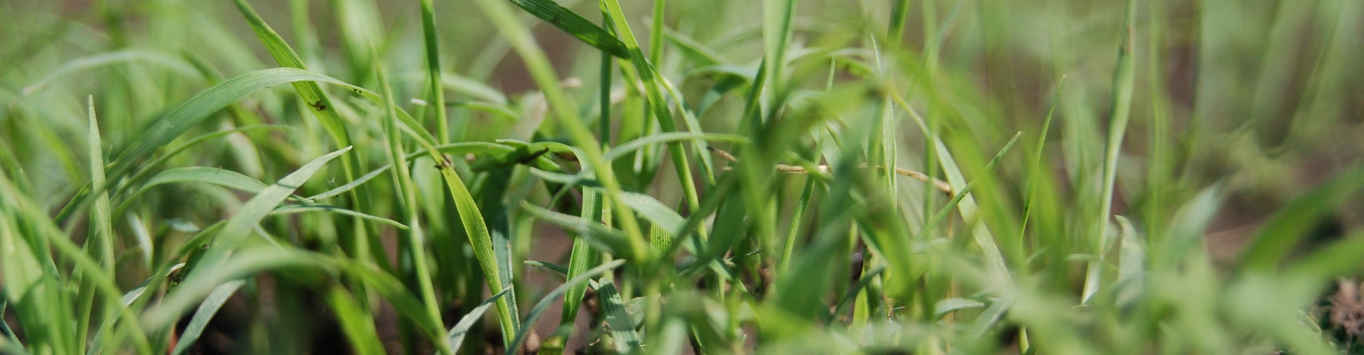 Header jong gras2