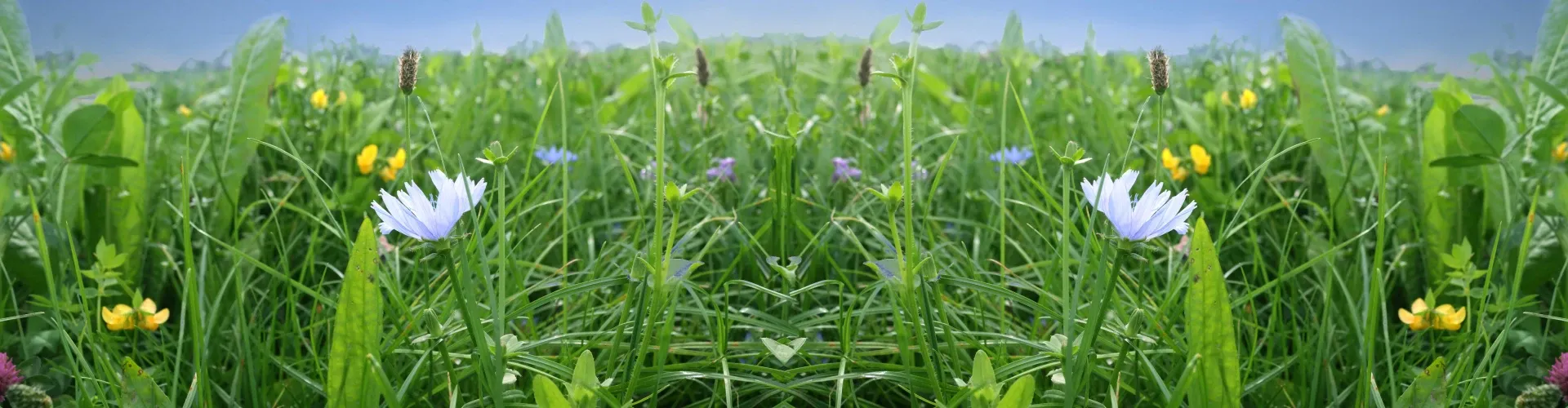 Nutriherb header 3