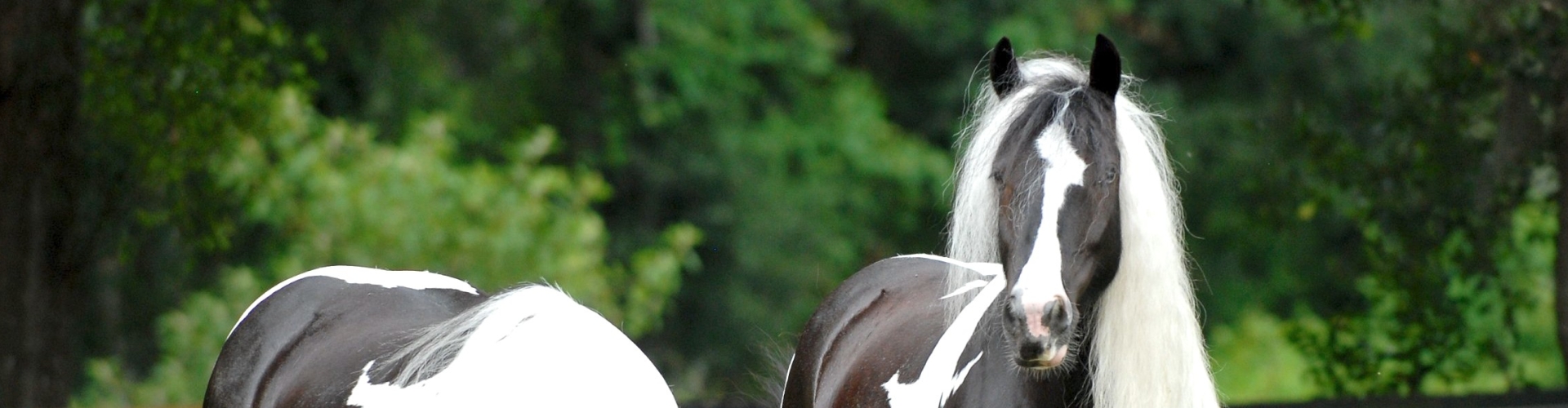 Aantal paarden per ha in een Horse Master weide