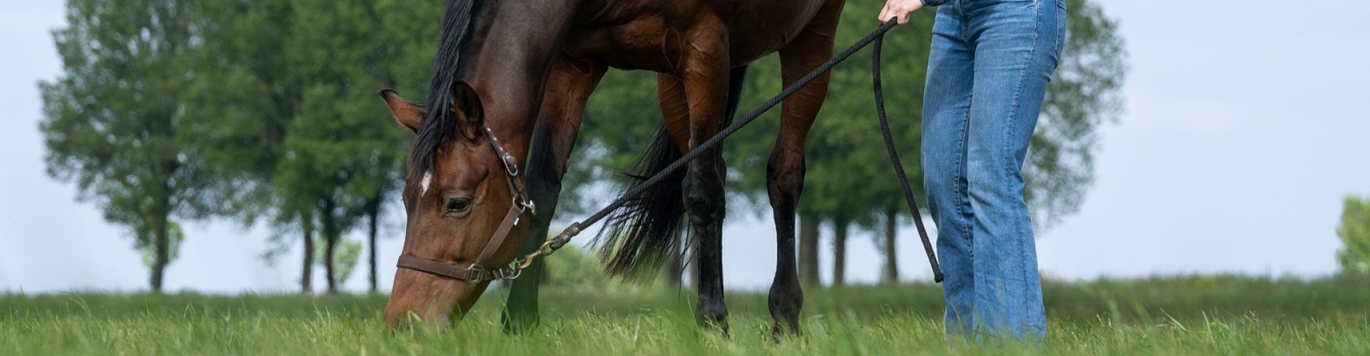 Gezond gras voor paarden