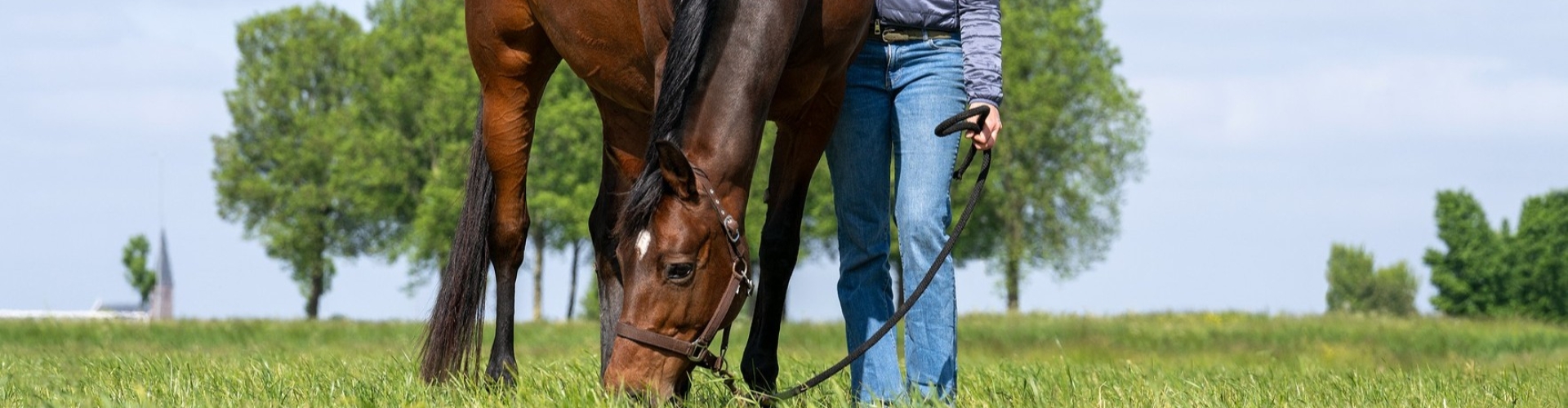 Paardenweide met sterke graszoden