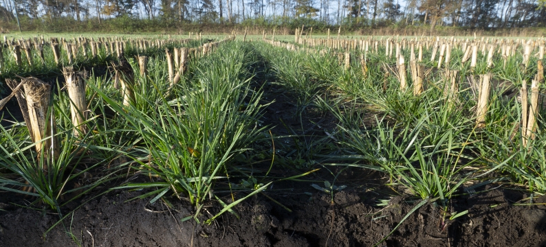 Proterra Maize