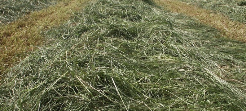 Large_GS_Structuur_HR.jpg