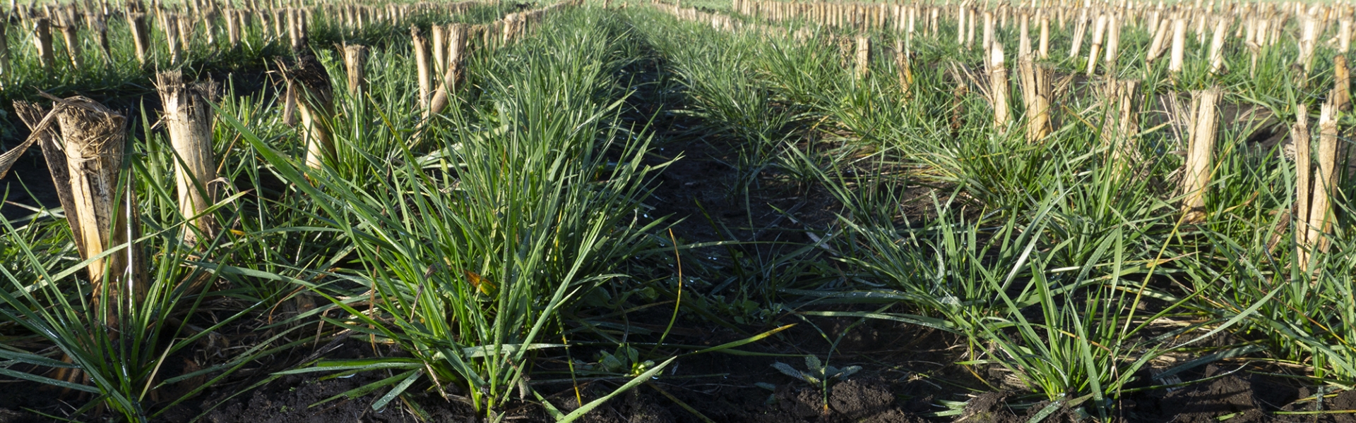 Proterra Maize