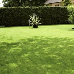 Shadow Header