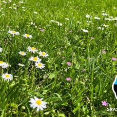 Happy Lawn