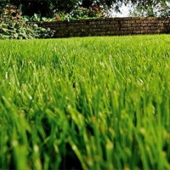 Gras veld