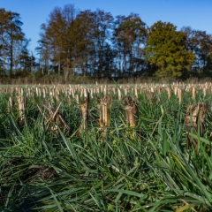 Proterra Maize - Tijdig onderwerken